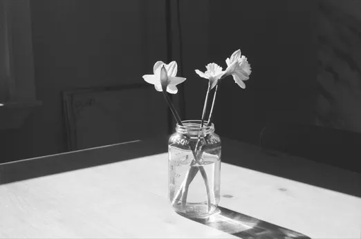 Daffodils