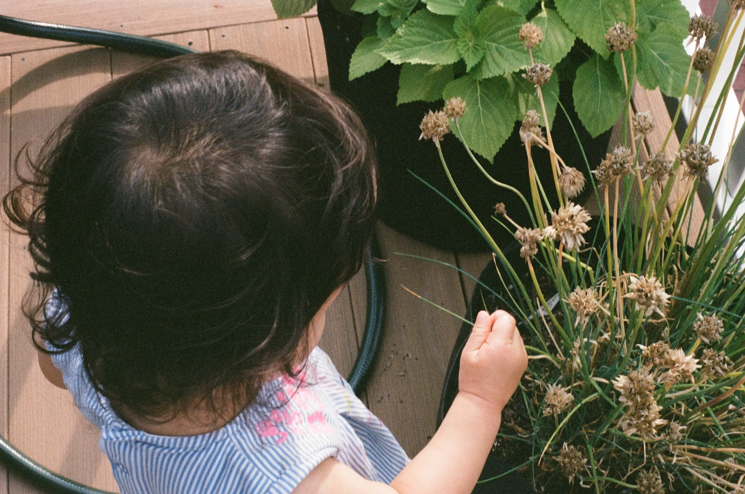 the top of a black-haired two year old's head and her hand reaching out to touch a bunch of garlic chives growing out of a pot on the deck