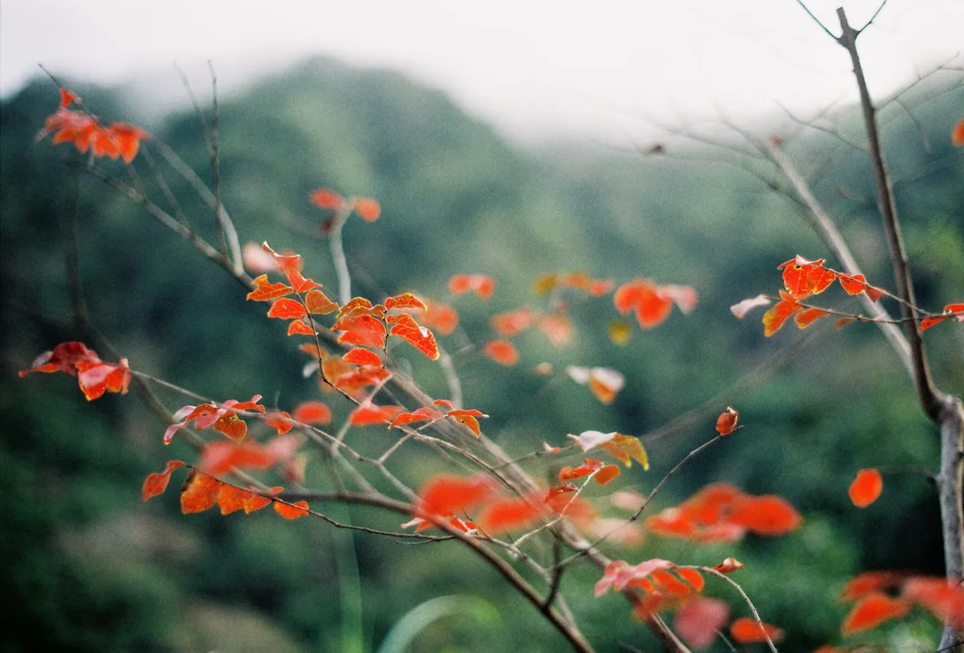 Orange leaf tree