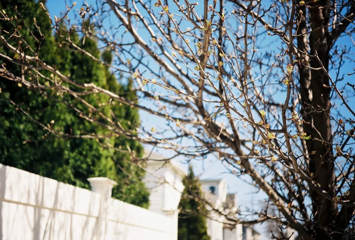 Spring buds
