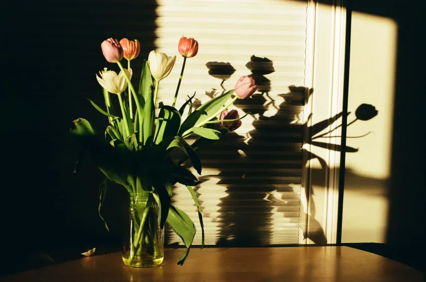 Tulips arranged