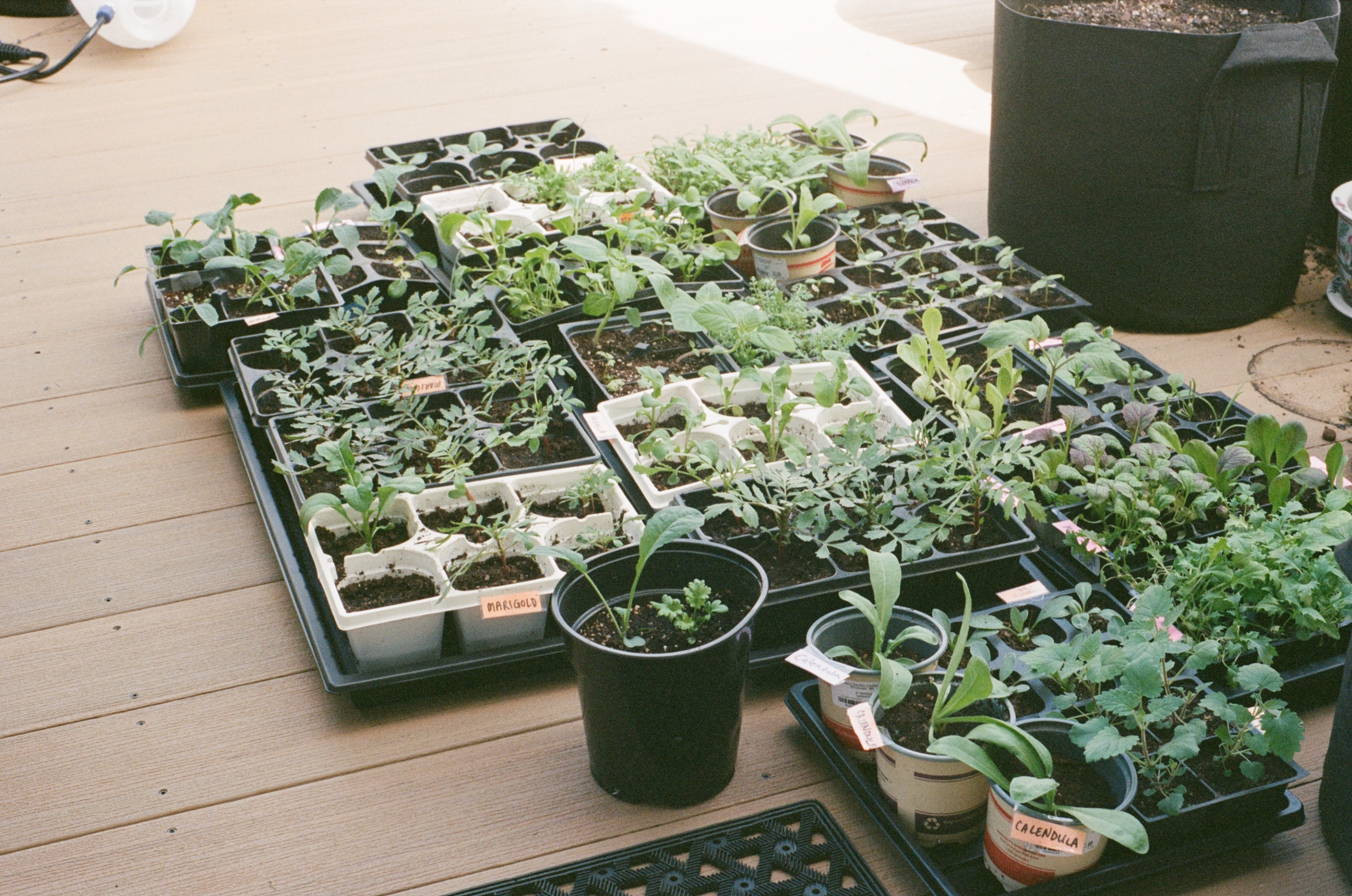 36 seed starts on the ground